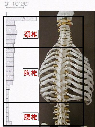 背骨の回旋角度